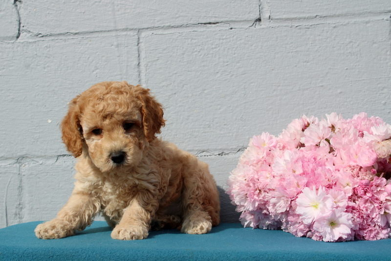 puppy, for, sale, Pomsky, Matthew B. Stoltzfus, dog, breeder, Gap, PA, dog-breeder, puppy-for-sale, forsale, nearby, find, puppyfind, locator, puppylocator, aca